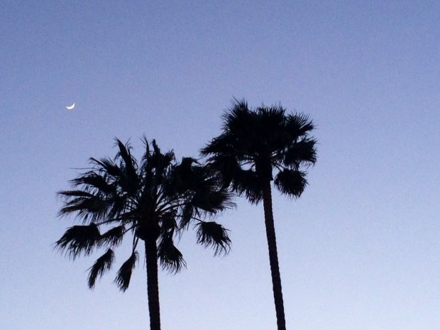Twilight, two palms and a sliver of moon